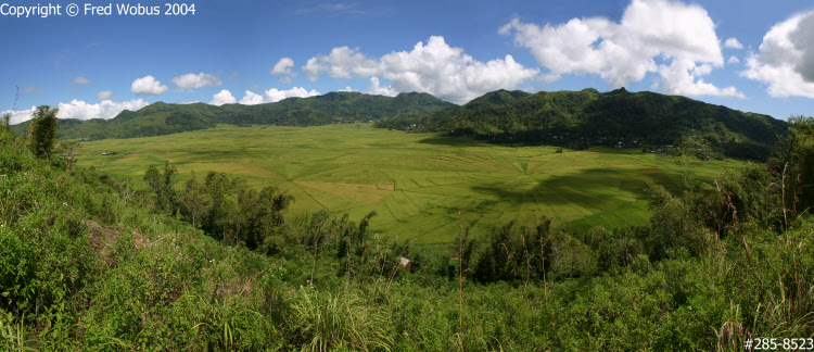Spider rice fields