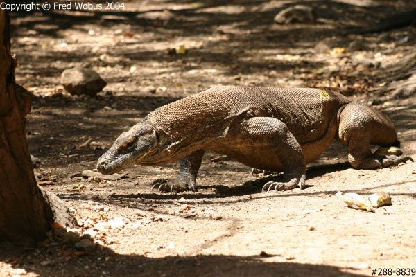 Komodo dragon