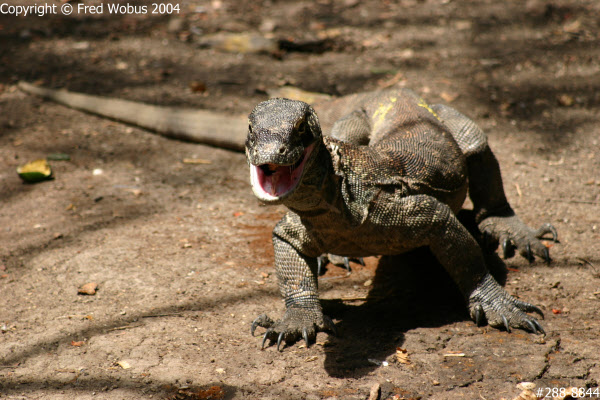 Komodo dragon