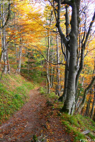 Forest trail