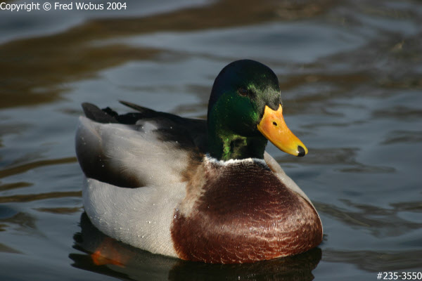 Mallard