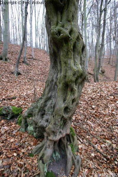 Gnarled bark