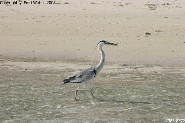 Grey Heron