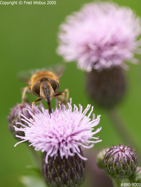 Hoverfly in thistle