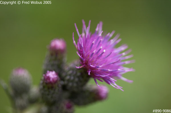 Thistle