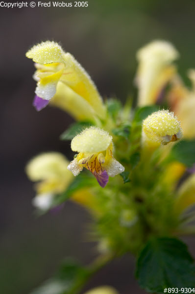 Deadnettle