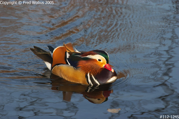 Mandarin Duck