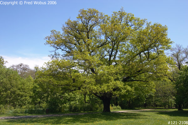 Tree in the Prater