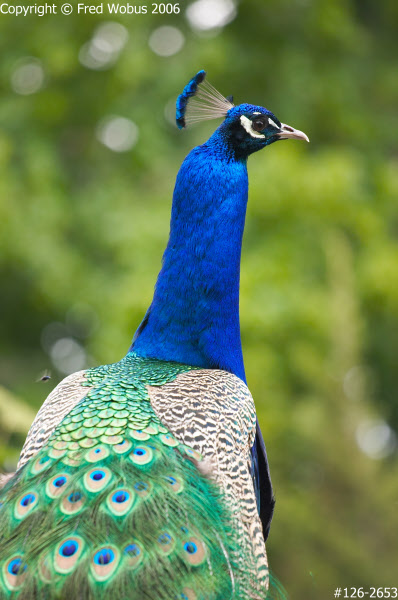 Peacock