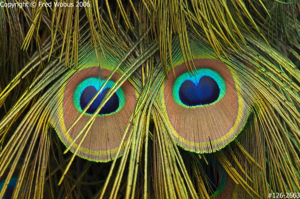 Peacock feathers