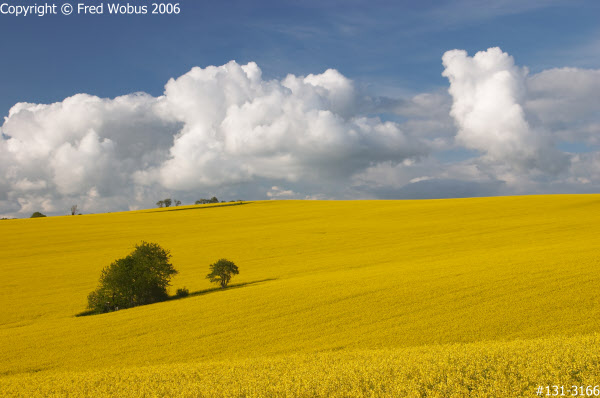 Clouds over rape field