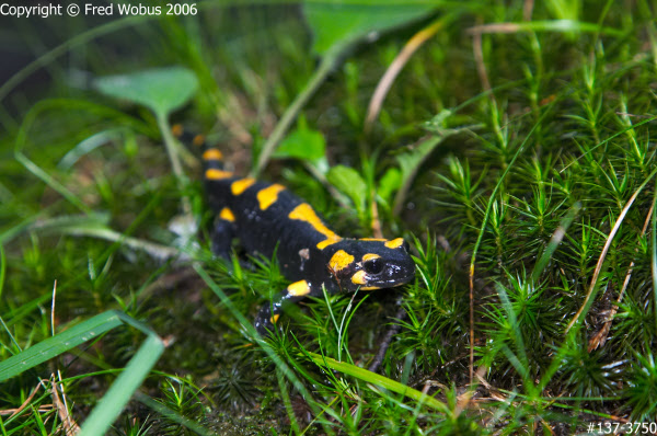 Fire Salamander