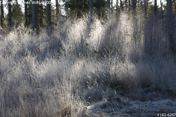 Sun shines through rime