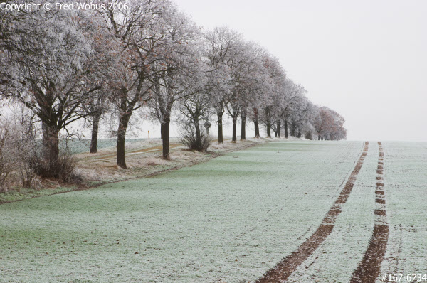 Tracks in the field