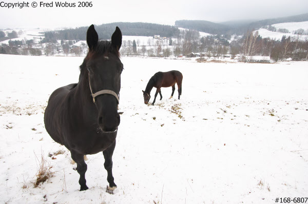 Horse in the snow