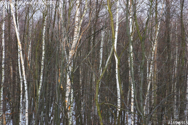 Birch forest