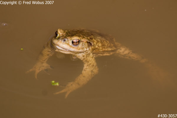 Toad