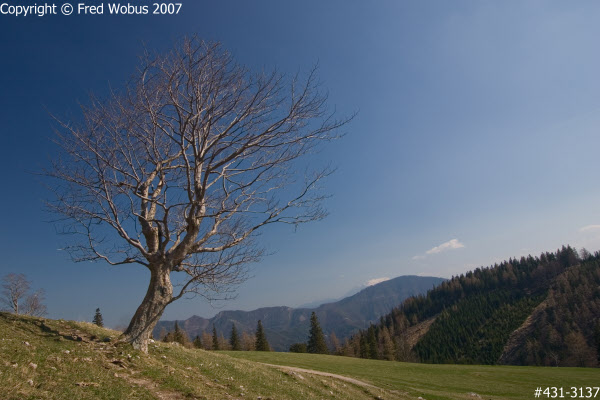 Tree in the Hochstaff