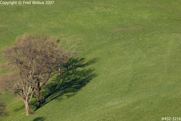 Tree at the Solleneck