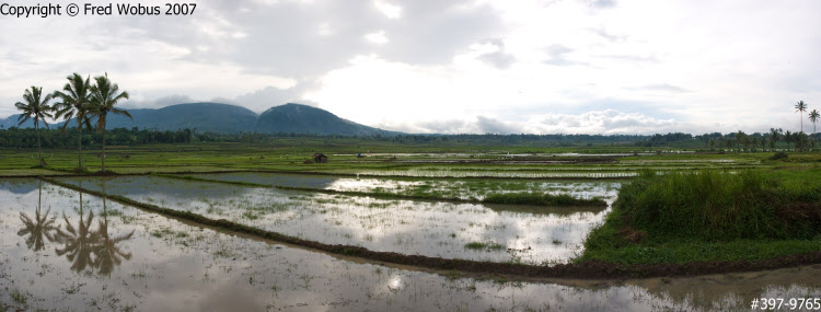 Rice field panorama