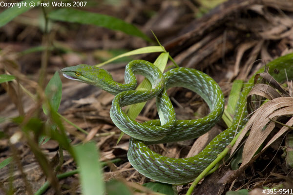 Green whip snake Green whip snake