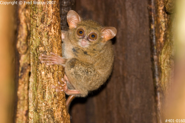 Tarsier