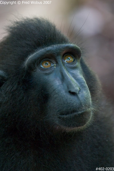 Black macaque