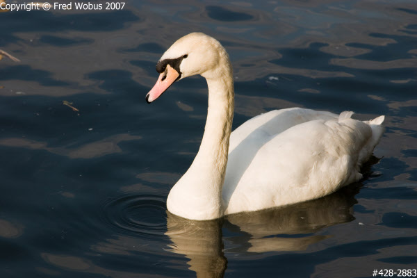 Swan on the Thames