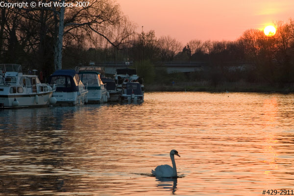 River Thames sunset with swan