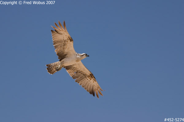 Osprey soaring in blue skies