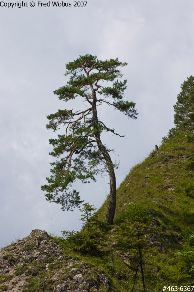 tschergrben Tree