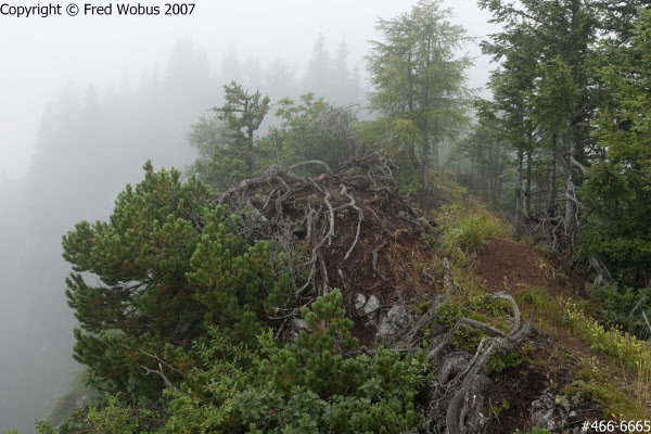 Gnarly pines