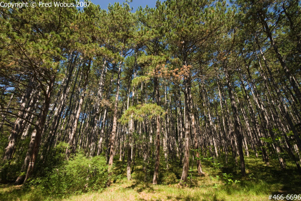 Pine forest