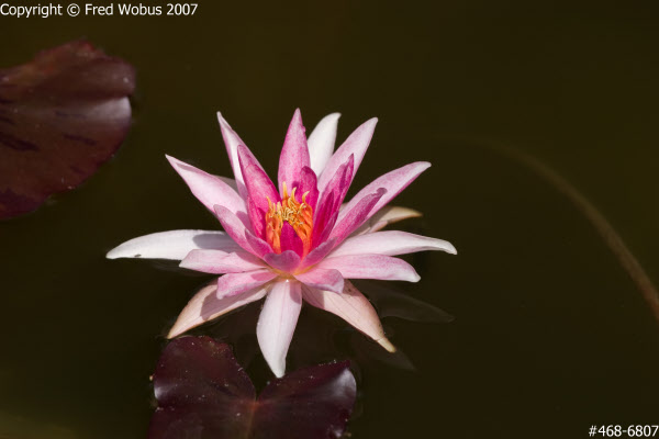 Pond lily