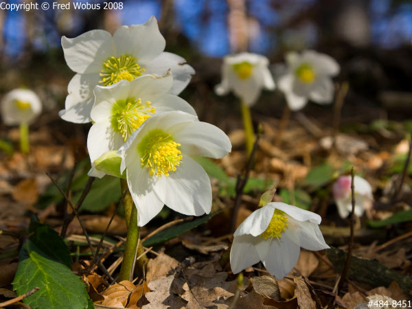 Christmas roses