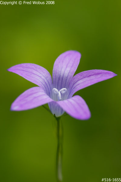 Bell flower