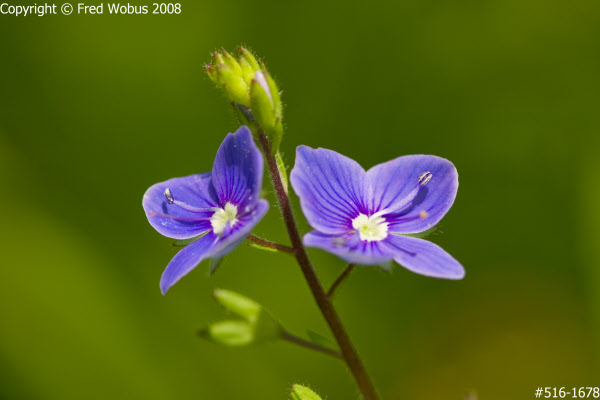 Close-up in blue