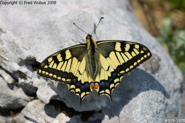 Swallowtail