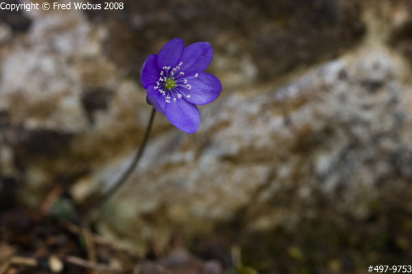 Liverwort