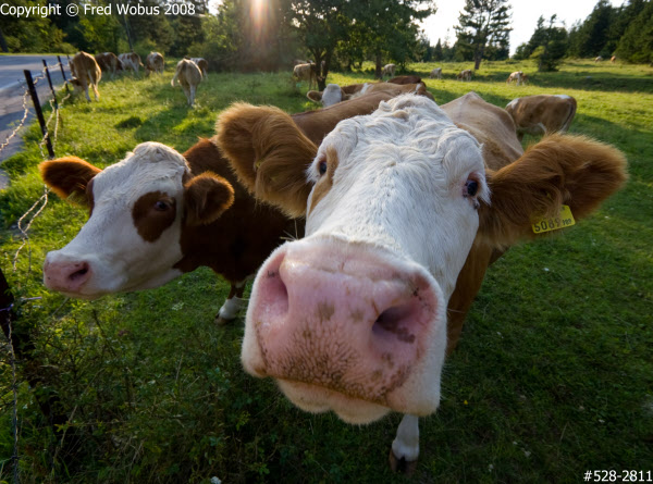 Inquisitive cows