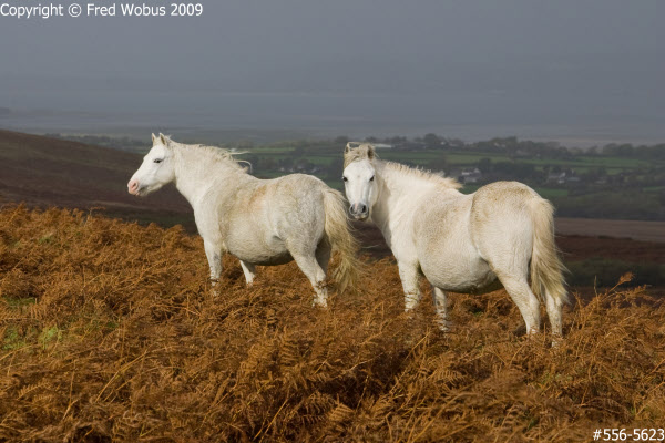 White horses