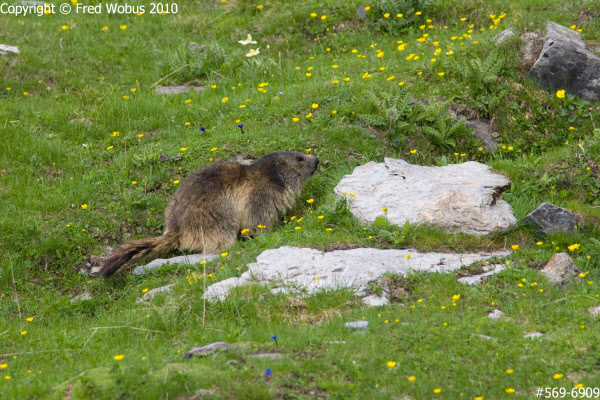 Marmot