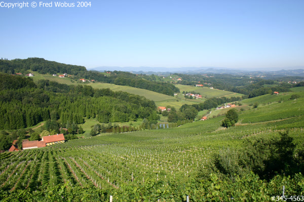 Styrian vinyards