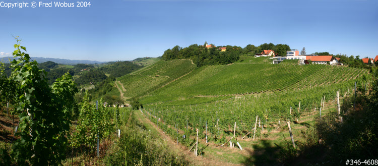 Vinyards in Styria