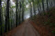 Trail in the fog