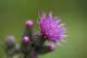 Thistle