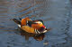 Mandarin Duck