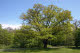 Tree in the Prater