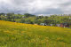 Reicheltberg meadow