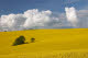 Clouds over rape field